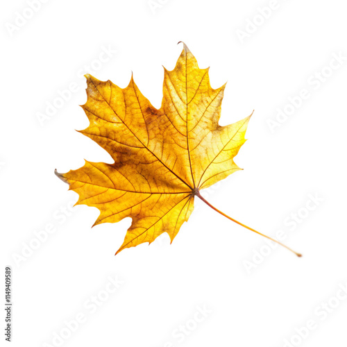 flying on wind yellow realistic fall leaf isolated on transparent background