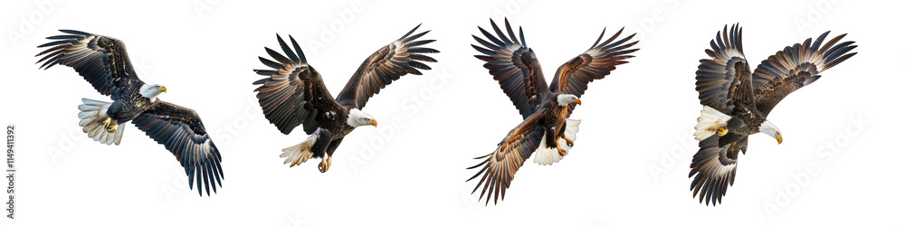 PNG Majestic Bald Eagles in Flight Isolated on White Background - Realistic Wildlife Bird Illustrations for Design Projects PNG Majestic Bald Eagles in Flight Isolated on White Background - Realistic Wildlife Bird Illustrations for Design Projects
