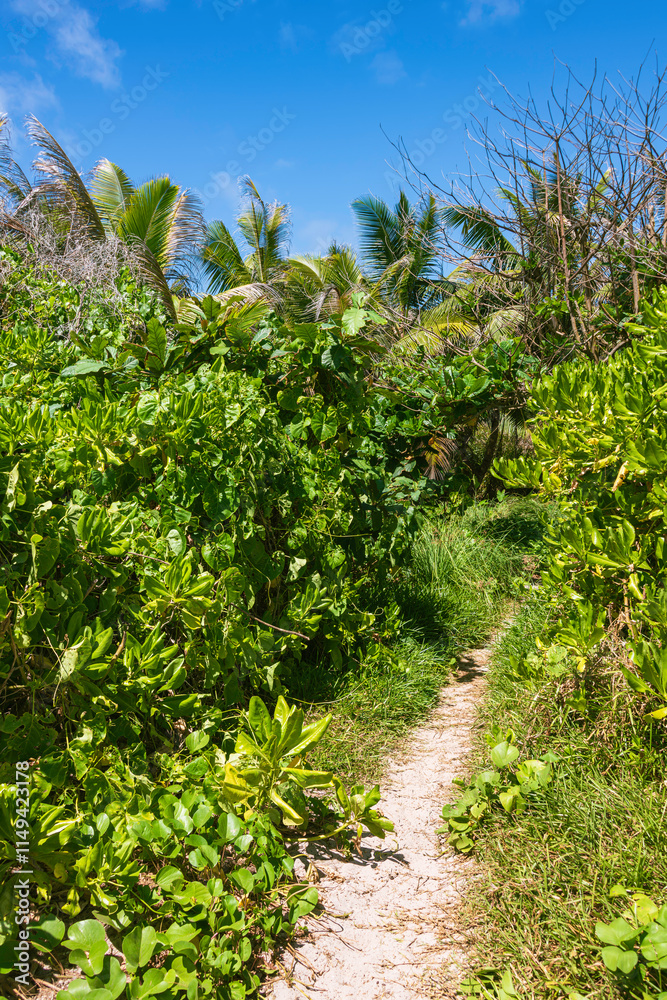 Beautiful Hiking Trail Through The Wilderness Beautiful Hiking Trail Through The Wilderness