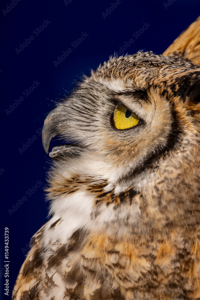 Fototapeta premium CLOSEUP of owl eyes