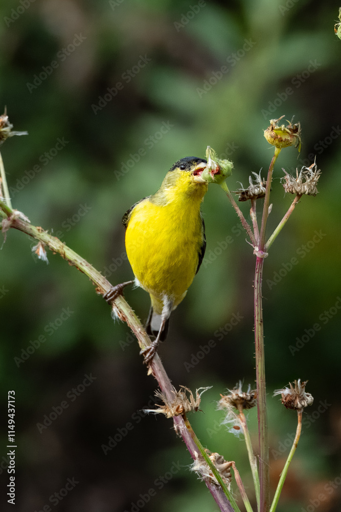 Obraz premium Closeup of a lesser goldfinch bird