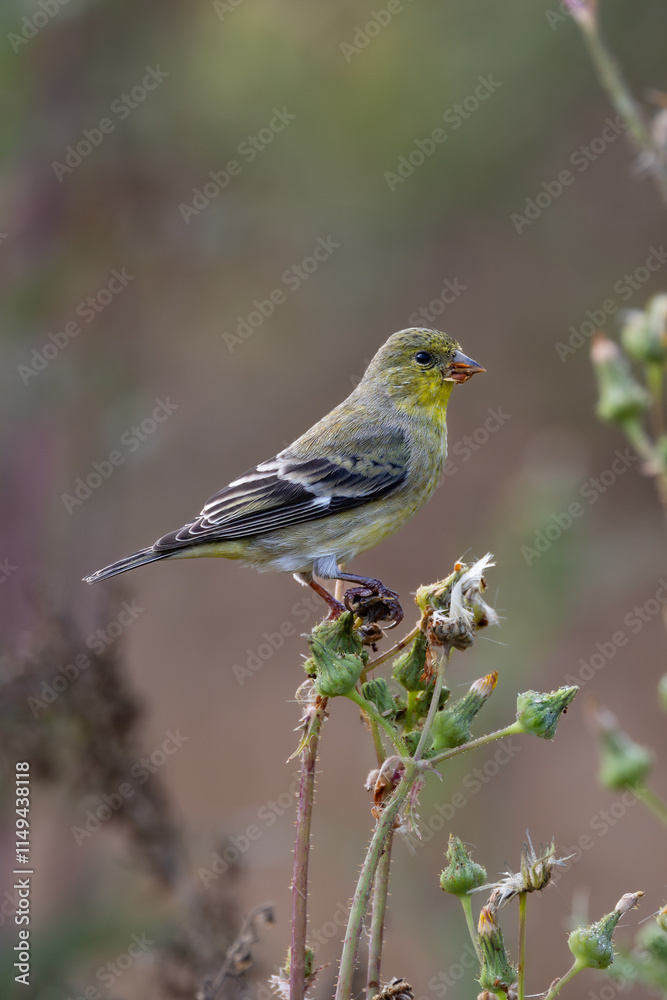 Closeup of a lesser goldfinch bird Closeup of a lesser goldfinch bird