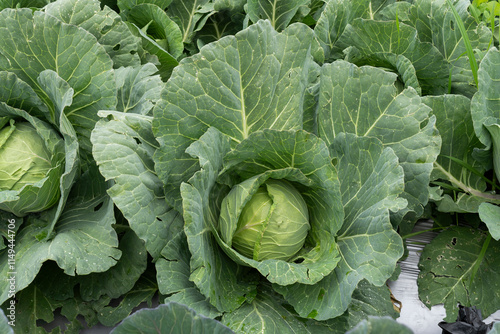 Growing white cabbage on an organic farm