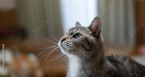 見つめるかわいい飼い猫　サバトラ猫 photo