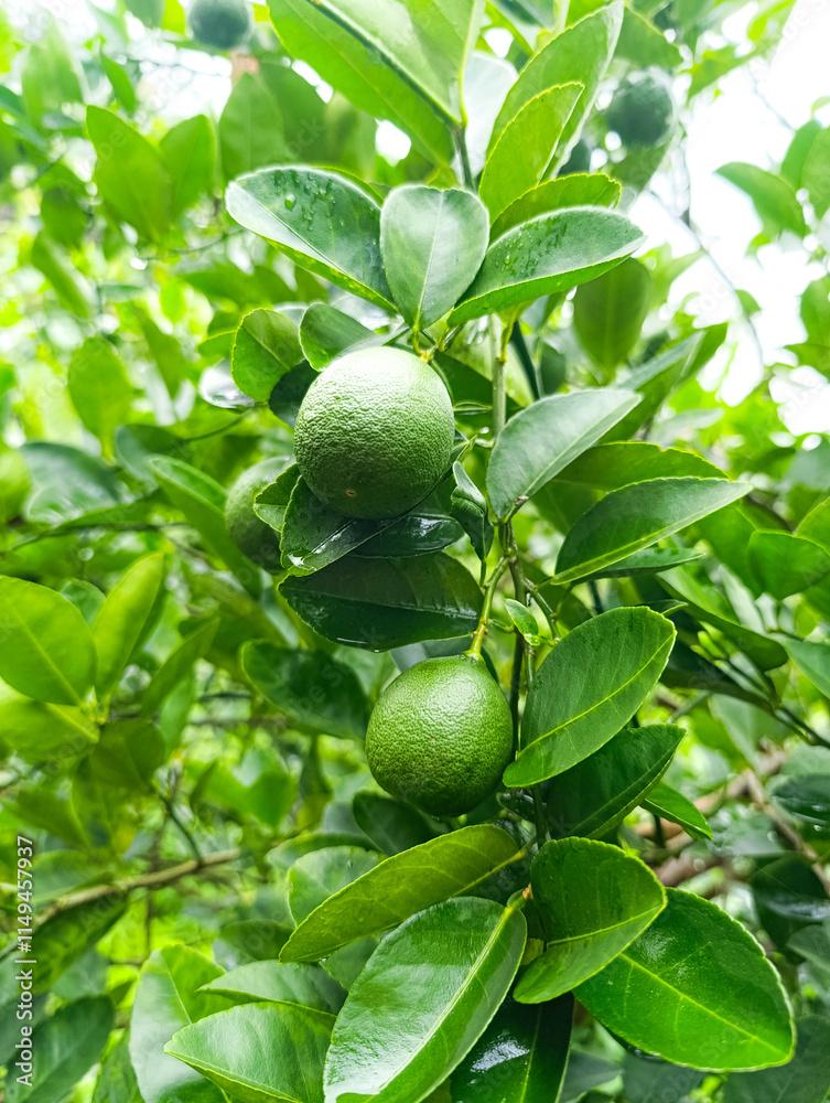 Fototapeta premium fresh lime fruit hanging from the tree