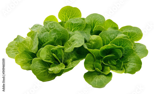 Fresh green butterhead lettuce on white background, healthy eating and nutrition concept