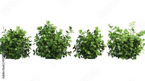 Lush Green Bushes Isolated on Transparent Background