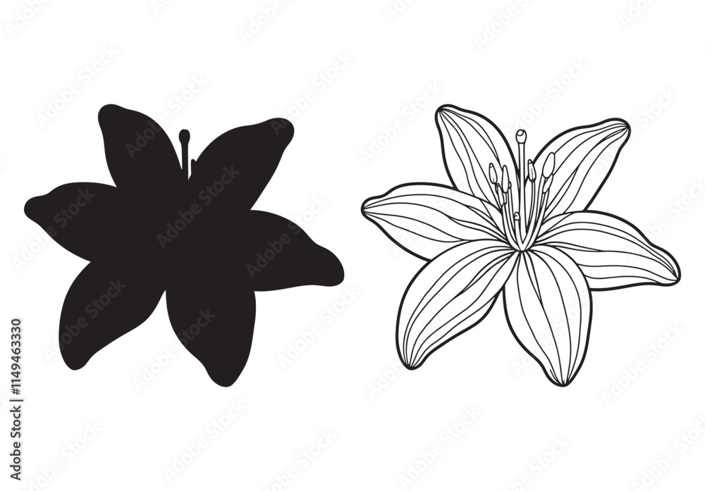 Asiatic Lily flower line art vector on white background Asiatic Lily flower line art vector on white background
