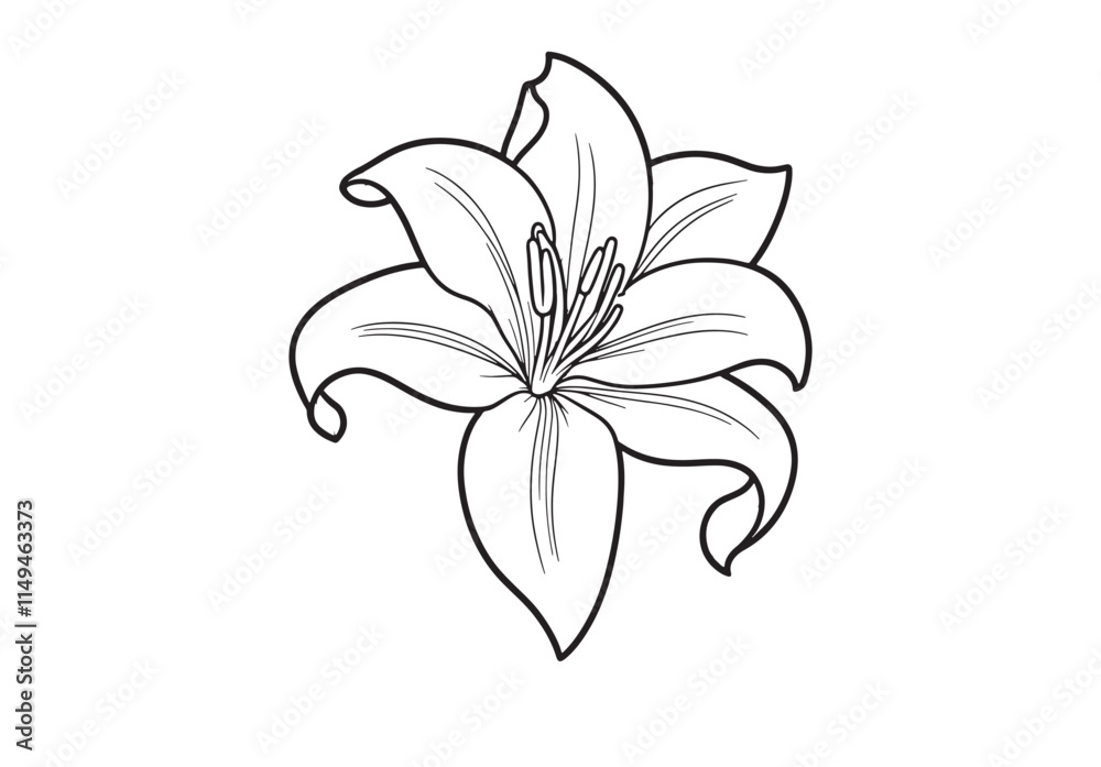 Asiatic Lily flower line art vector on white background Asiatic Lily flower line art vector on white background