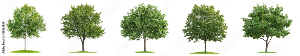 Green tree png cut out element set, transparent background Green tree png cut out element set, transparent background