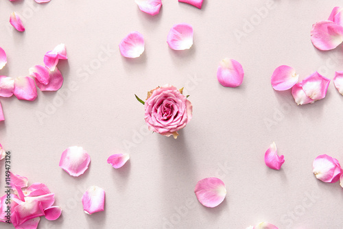 Beautiful rose flower with petals on grey background