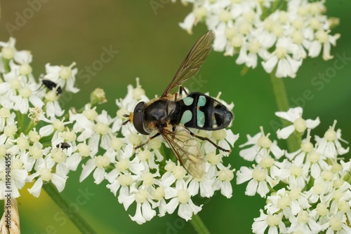 Closeup on a male Triangular Lucent swafly, Didea alneti on a white Heracleum sphondylium flower photo