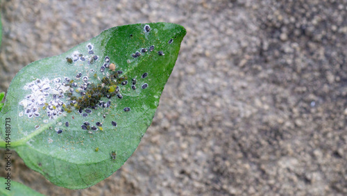 Aphids that feed on the underside of leaves to suck nectar,cover page,copy space