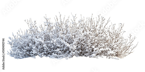 Beautiful Snow Covered Bush, isolated on transparent background