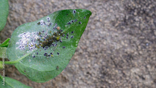 Aphids that feed on the underside of leaves to suck nectar,cover page,copy space