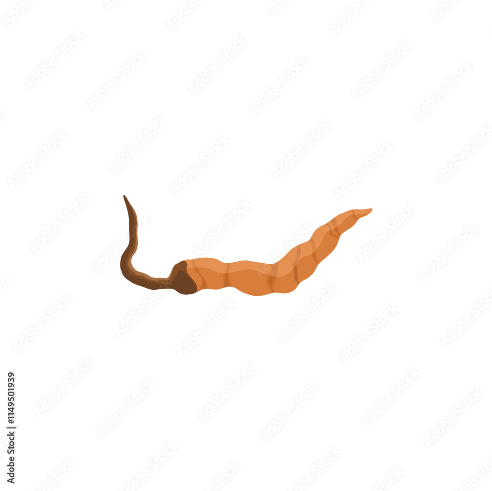 Fototapeta premium Cordyceps Vektor Illustration