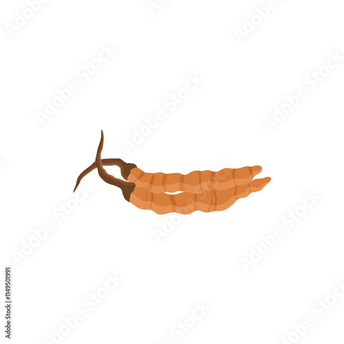 Cordyceps Vektor Illustration