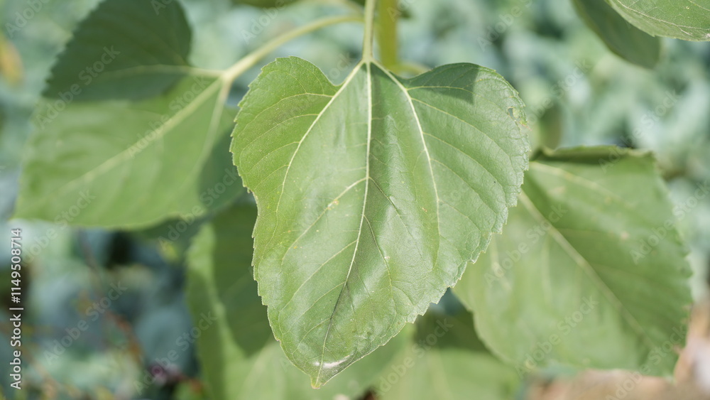 Close-Up of Green Leaves with Natural Light and Soft Background Close-Up of Green Leaves with Natural Light and Soft Background