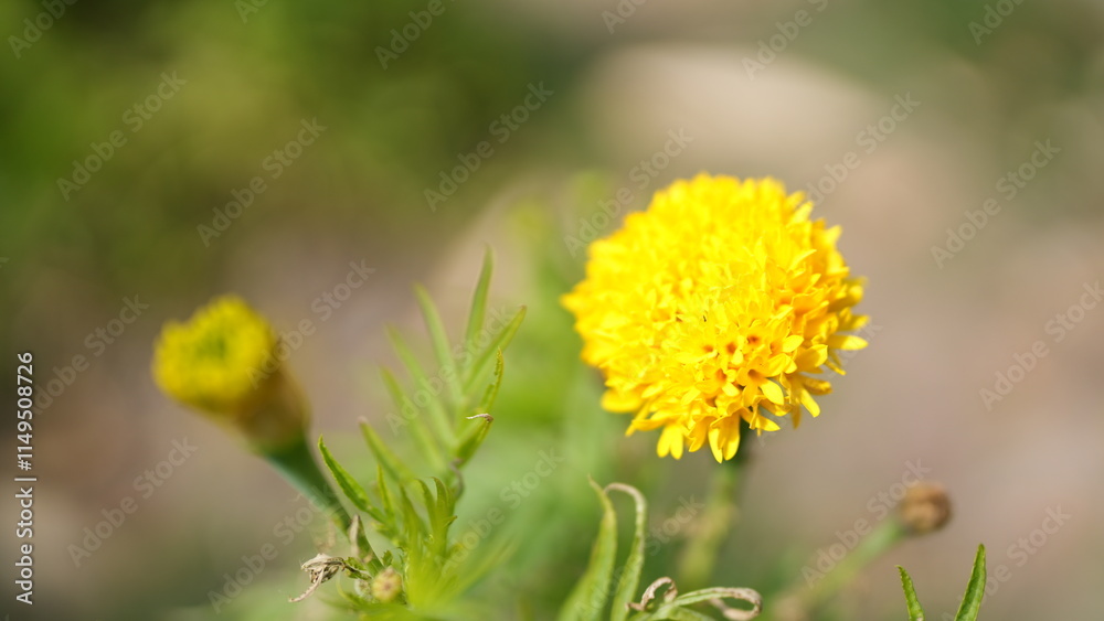 Bright Yellow Flower Blooming in Natural Green Environment Bright Yellow Flower Blooming in Natural Green Environment