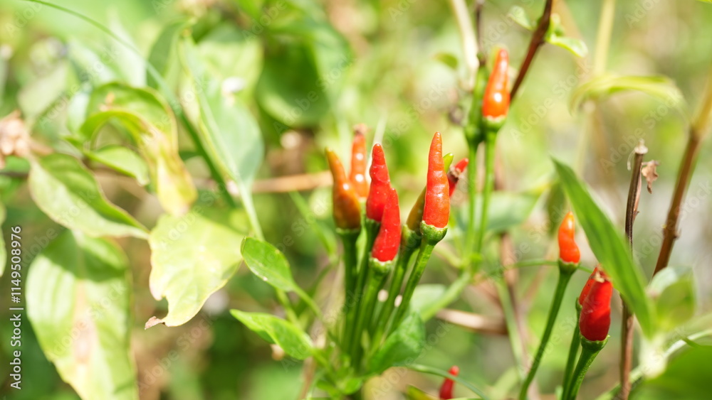 Red Chili Peppers Growing on Green Plants in Natural Setting Red Chili Peppers Growing on Green Plants in Natural Setting