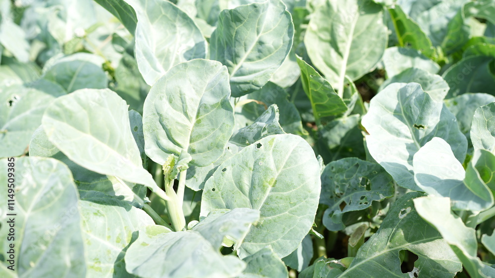 Fresh Organic Green Leafy Vegetables in Natural Outdoor Environment Fresh Organic Green Leafy Vegetables in Natural Outdoor Environment