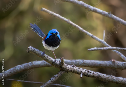 A male Variegated Fairywren perched