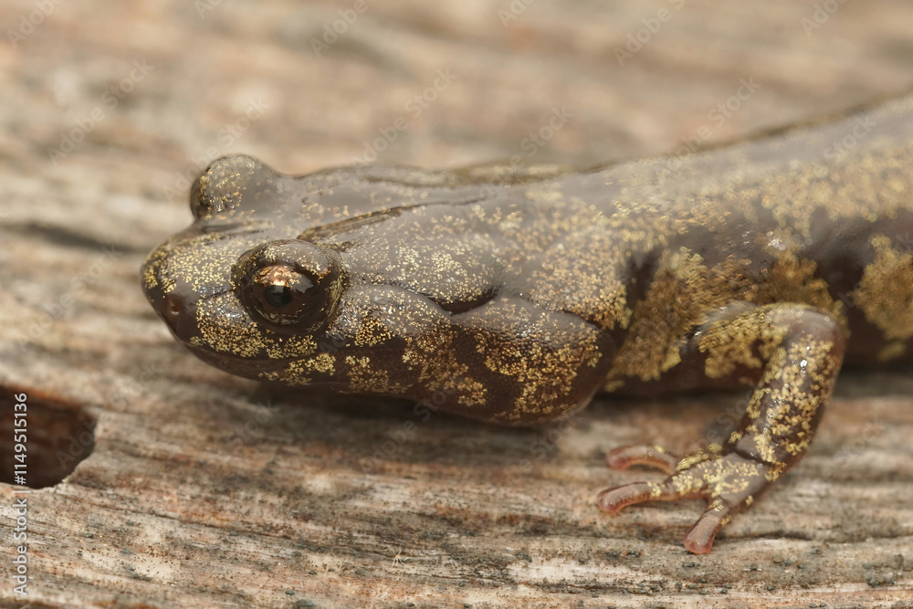 Closeup on a North-American Pacific Coast Clouded Salamander, Aneides ferreus on redwood at Crescent city area, California Closeup on a North-American Pacific Coast Clouded Salamander, Aneides ferreus on redwood at Crescent city area, California