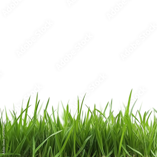 Green grass isolated on transparent background