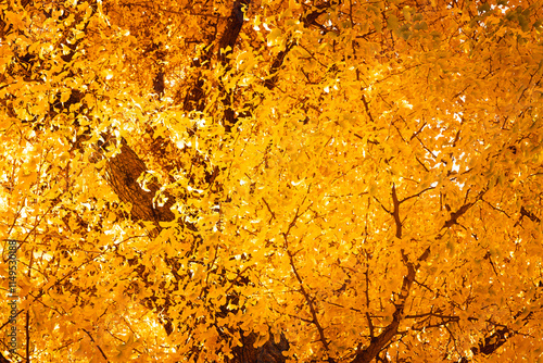 【銀杏】秋に金色に輝くイチョウ【紅葉】 photo