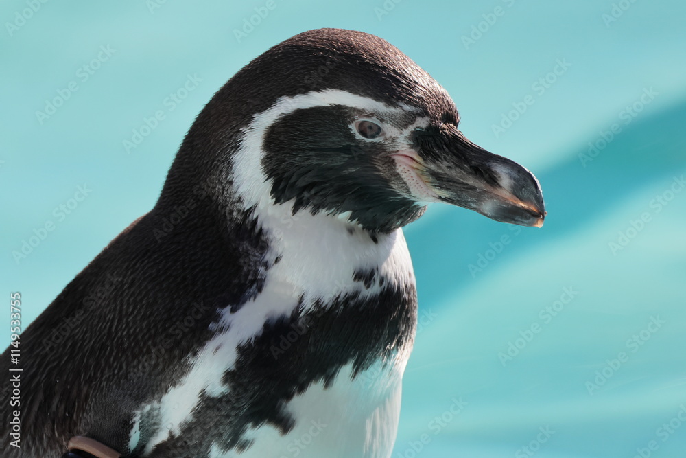 Fototapeta premium フンボルトペンギン