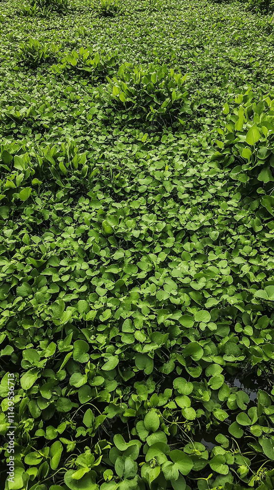 pond covered in invasive water hyacinth suffocating native aquatic plants and fish pond covered in invasive water hyacinth suffocating native aquatic plants and fish