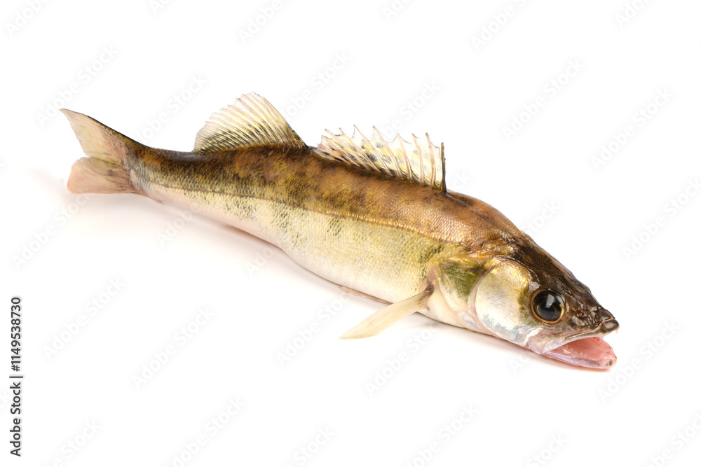 Zander river fish. Pike perch fish isolated on white. Zander river fish. Pike perch fish isolated on white.