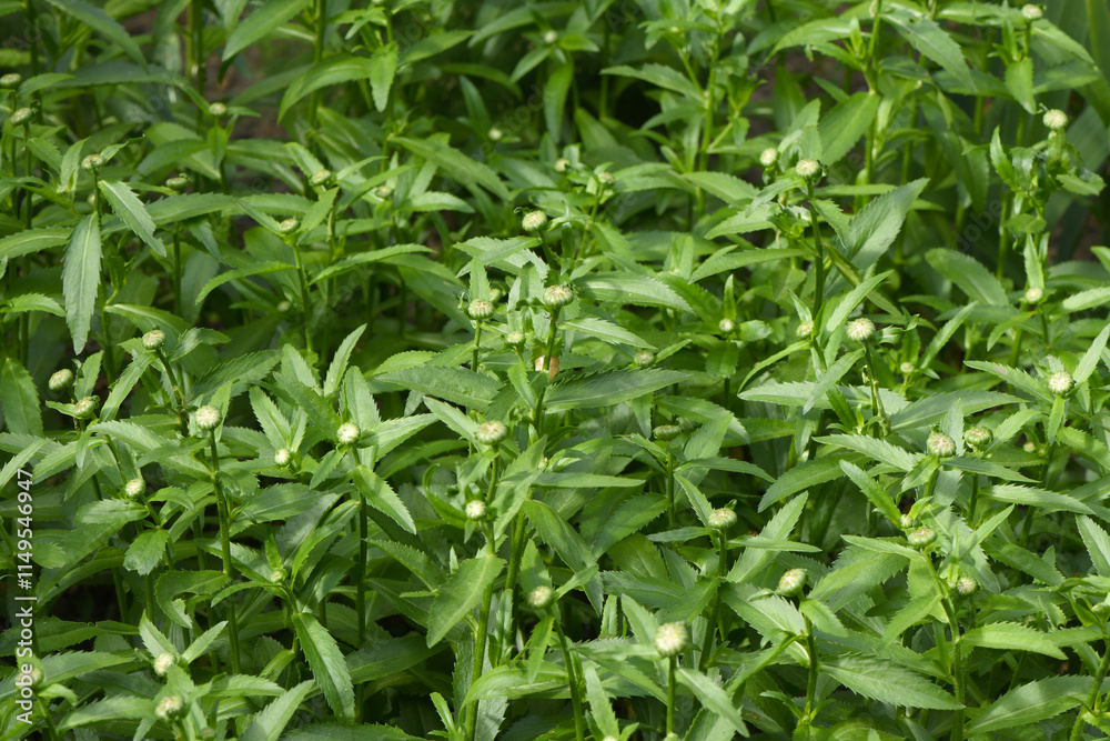 A close-up of unblown white chamomile buds. Tanacetum parthenium is a perennial, aromatic herbaceous plant. A close-up of unblown white chamomile buds. Tanacetum parthenium is a perennial, aromatic herbaceous plant.