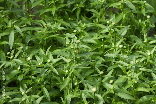 A close-up of unblown white chamomile buds. Tanacetum parthenium is a perennial, aromatic herbaceous plant. photo