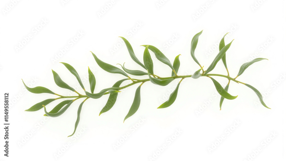 Obraz premium twig of rosemary
