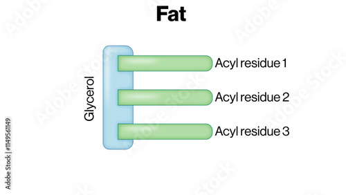 Illustration of the General Structure of Fats, Including Lipids, Fatty Acids, and Glycerol in Biological Molecules