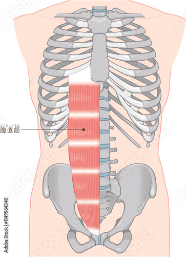 腹直筋のイラスト・Rectus abdominis illustration