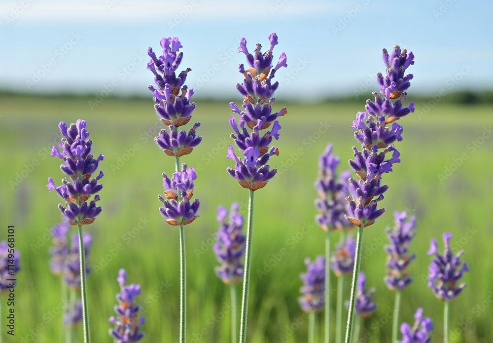 Obraz premium Vibrant Purple Lavender Flowers in Field