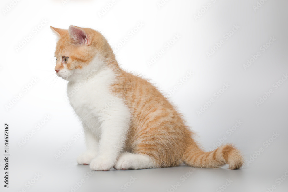 Young kitten posing for portrait in studio on gray background Young kitten posing for portrait in studio on gray background