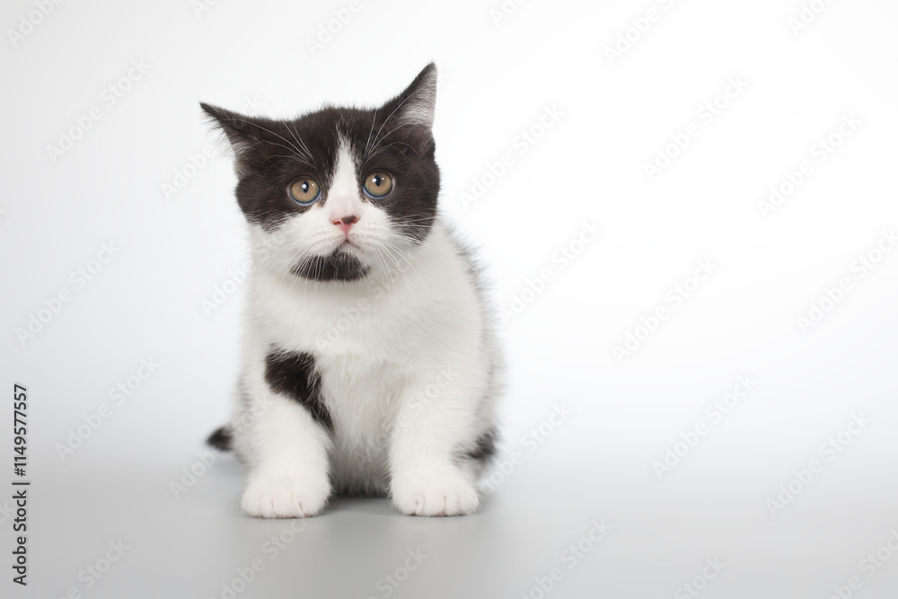 Fototapeta premium Spotty young kitten posing for portrait in studio on gray background