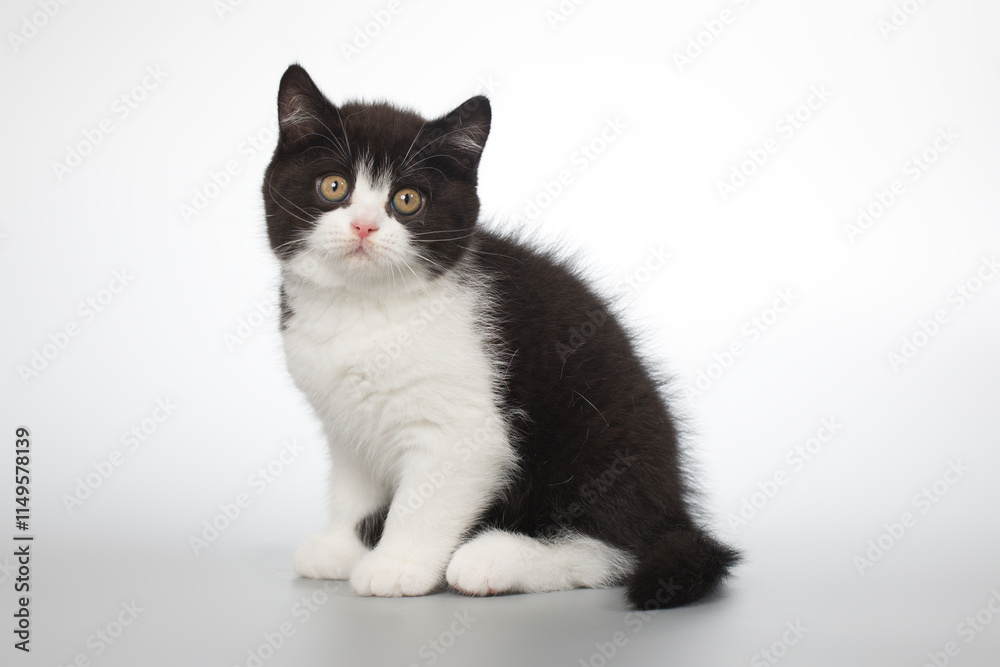 Spotty young kitten posing for portrait in studio on gray background Spotty young kitten posing for portrait in studio on gray background