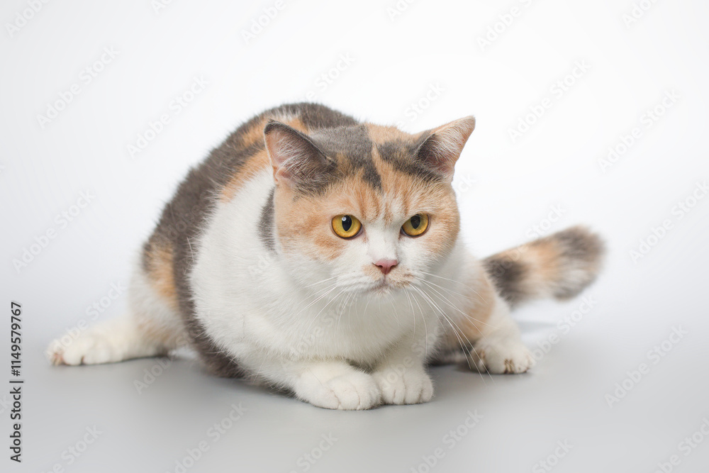 Young cat posing for portrait in studio on gray background Young cat posing for portrait in studio on gray background