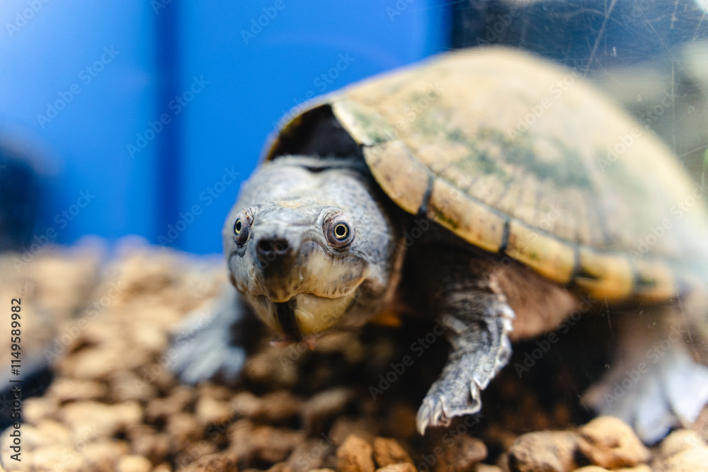 Obraz premium 水族館のカミツキガメ