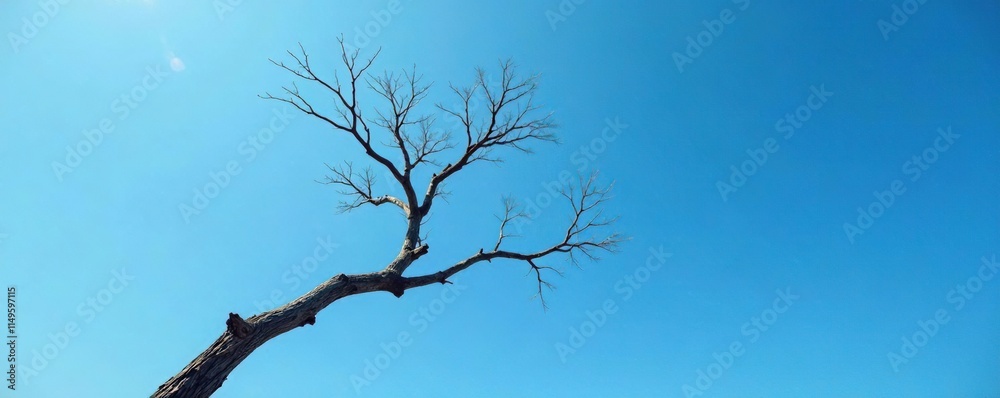 Blue sky with a bare branch stretched up high, blue, sky Blue sky with a bare branch stretched up high, blue, sky