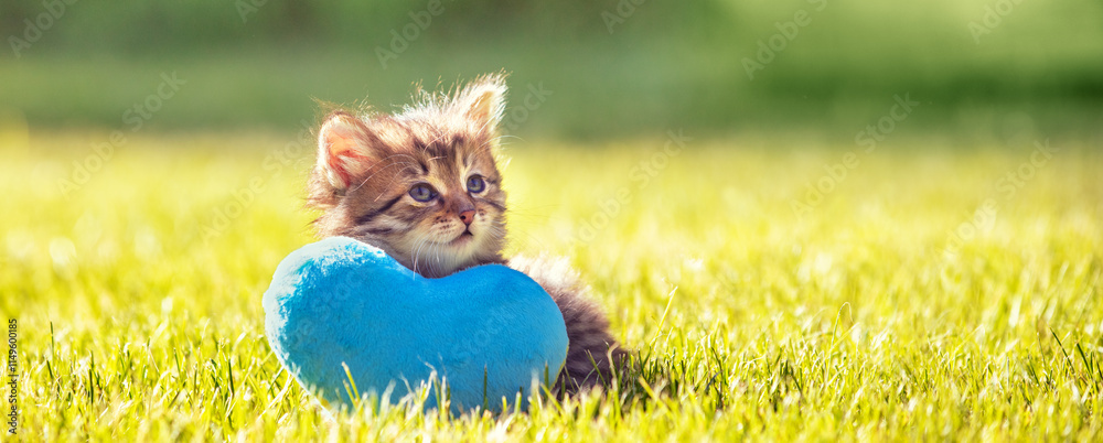 Little cute kitten lies on a blue heart-shaped pillow on the grass