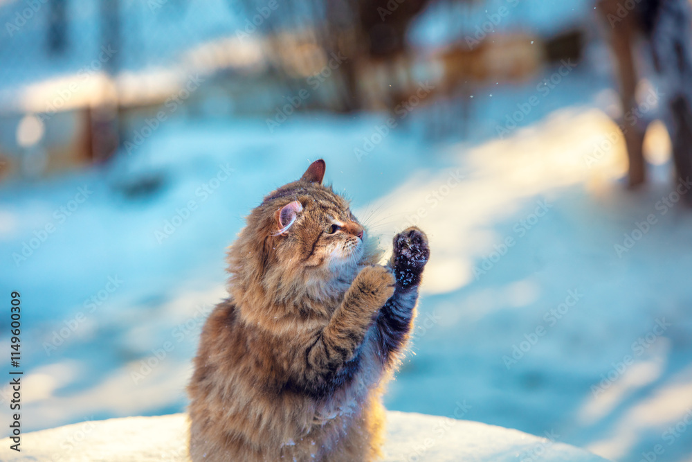 Funny cat stands on its hind legs outdoors in winter. The cat enjoys snow in winter