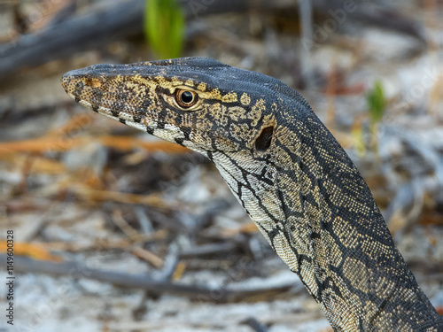 Perentie (Varanus giganteus) in Australia photo