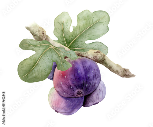Watercolor figs on tree branch with ripe purple fruits and leaves hand drawn illustration isolated on white. Organic food drawing for summer and fall markets. Italian delicacy for gourmet recipes