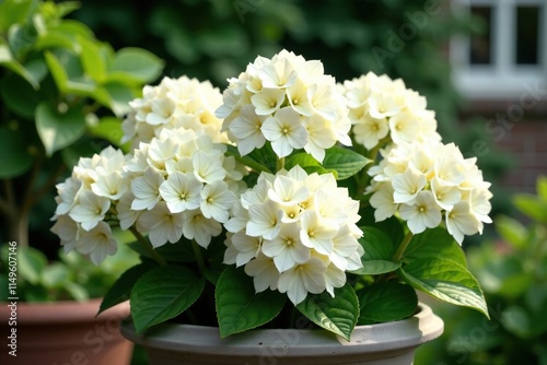 Large white mophead hydrangea flowers in a large planter, French hydrangea, garden decoration