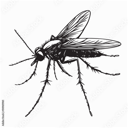 Mosquito Vector Images. Mosquito Close Up Illustration image vector. 